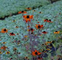 Rudbeckia triloba 'Prairie Glow', Sonnenhut - Bild vergr�?ern 