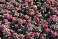 Sedum cauticola 'Lidakense', Fetthenne - Bild vergr�?ern 