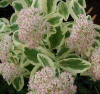 Sedum spectabile 'Frosty Morn', Fetthenne - Bild vergr�?ern 