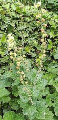 Tellima grandiflora, Falsche Alraune - Bild vergr�?ern 