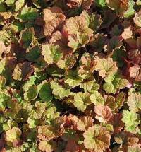 Tellima grandiflora 'Purpurteppich', Falsche Alraunenwurzel - Bild vergr�?ern 