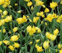 Wildtulpen, Tulipa sylvestris, Weinbergtulpe - Bild vergr�?ern 
