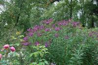 Vernonia crinita, Arkansas-Scheinaster, Veronie - Bild vergr�?ern 