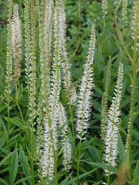 Kandelaber - Ehrenpreis, Veronicastrum virginicum 'Album' - Bild vergr�?ern 