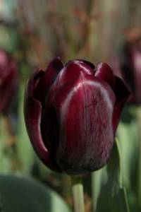 Darwin Tulpen 'Queen of Night', schwarz - Bild vergr�?ern 