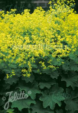 Alchemilla mollis 'Auslese', Frauenmantel - Bild vergr�?ern 