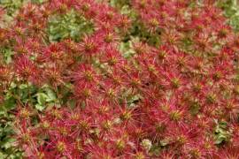 Acaena magellanica, Stacheln�?chen, blaugr�n - Bild vergr�?ern 