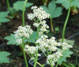 Aceriphyllum rossii (Mukdenia), Ahornblatt - Bild vergr�?ern 