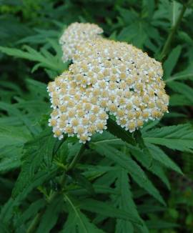 Achillea grandiflora, Schafgarbe - Bild vergr�?ern 
