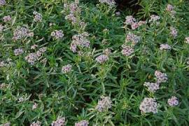 Achillea sibirica var. camtschatica 'Love Parade', sibirische Silbergarbe - Bild vergr�?ern 