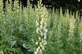 Aconitum napellus 'Album' Eisenhut - Bild vergr�?ern 