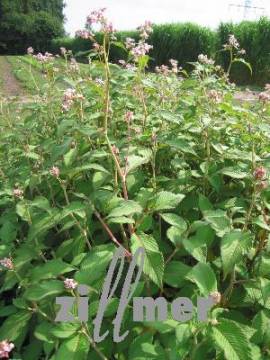 Aconogonon campanulatum, Himalaya-Glocken-Kn�terich - Bild vergr�?ern 