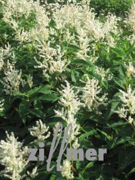 Polygonum polymorphum (Aconogonon) 'Johanniswolke', Kn�terich - Bild vergr�?ern 