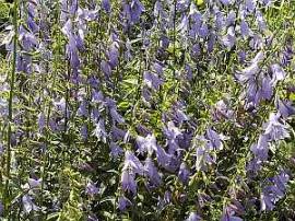 Becherglocke, Schellenblume, Adenophora liliifolia - Bild vergr�?ern 