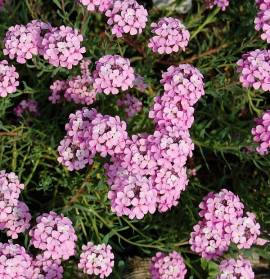 Aethionema armenum 'Warley Rose' Rosa Steint�schel - Bild vergr�?ern 