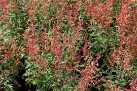 Agastache barberi 'Firebird' Mexikonessel, orange - Bild vergr�?ern 