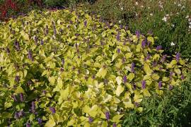 Gold - Anis - Ysop, Agastache foeniculum 'Golden Jubilee' - Bild vergr�?ern 