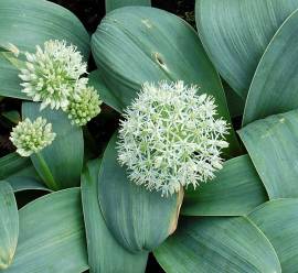 Allium karataviense 'Ivory Queen', Blauzungenlauch - Bild vergr�?ern 