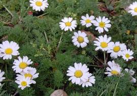 Ringblume, Anacyclus pyrethrum var. depressus - Bild vergr�?ern 