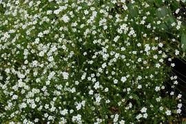 Androsace septentrionalis 'Star Dust' Mannsschild weiss - Bild vergr�?ern 