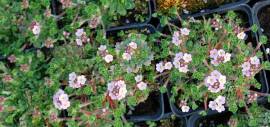 Mannsschild rosa, Androsace carnea - Bild vergr�?ern 