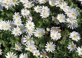 Anemone blanda 'White Splendour' wei?, Berganemone, Windr�schen - Bild vergr�?ern 