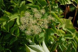 Aralia californica, Stauden Aralie - Bild vergr�?ern 