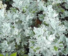 Artemisia stelleriana 'Mori', Gabelblatt - Bild vergr�?ern 