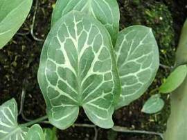 Arum italicum 'Pictum', Aronstab - Bild vergr�?ern 