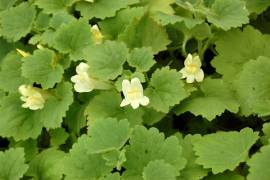 Asarina procumbens, Felsenl�wenmaul - Bild vergr�?ern 