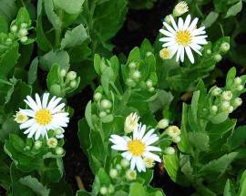 Aster ageratoides 'Starshine' ?, Wildaster - Bild vergr�?ern 