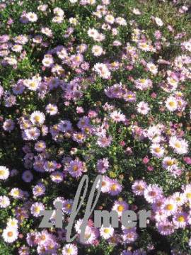 Aster Dumosus 'Tina', Kissenaster - Bild vergr�?ern 