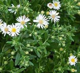 Aster ageratoides 'Ashvi' Wild - Aster - Bild vergr�?ern 