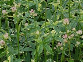 Astrantia major 'Sunningdale Variegata' Sterndolde - Bild vergr�?ern 