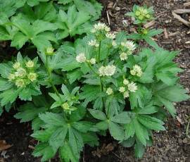 Astrantia major 'Star of Billion' Sterndolde - Bild vergr�?ern 