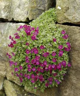 Aubrieta Hybride 'Rubinfeuer' Blaukissen,rubinrot - Bild vergr�?ern 