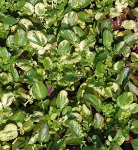 Barbarakraut, Winterkresse, Barbarea vulgaris 'Variegata' - Bild vergr�?ern 