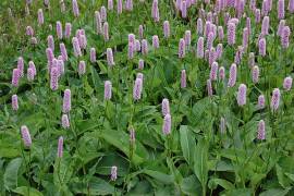 Bistorta officinalis 'Hohe Tatra', Wiesenkn�terich - Bild vergr�?ern 