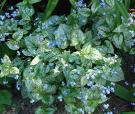 Brunnera macrophylla 'Jack Frost'�, Kaukasusvergi?meinnicht - Bild vergr�?ern 