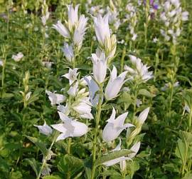 Campanula latifolia var. macrantha 'Alba' Waldglockenblume - Bild vergr�?ern 