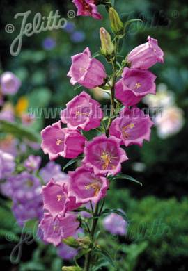 Marienglockenblume Campanula medium 'Rosa' - Bild vergr�?ern 