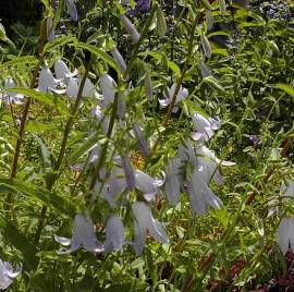 Campanula sarmatica, Sarmatische Glockenblume - Bild vergr�?ern 