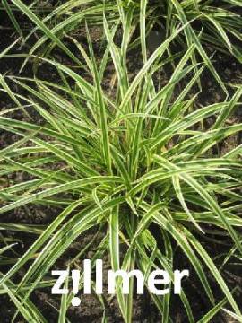 Carex folioissima ' Vanilla Ice' Japansegge - Bild vergr�?ern 