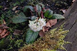 Chrysosplenium macrophyllum, Milzkraut - Bild vergr�?ern 