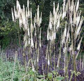 Cimicifuga racemosa var. cordifolia, Silberkerze - Bild vergr�?ern 