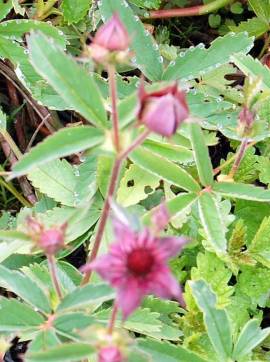 Comarum palustris, Sumpf - Blutauge - Bild vergr�?ern 
