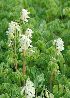 Corydalis ochroleuca, Lerchensporn, Pseudofumaria alba - Bild vergr�?ern 