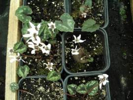 Alpenveilchen, Cyclamen cyprium, Wild-Alpenveilchen - Bild vergr�?ern 
