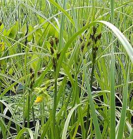 Cyperus longus, Hohes Zyperngras - Bild vergr�?ern 
