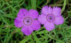 Dianthus amurensis, Amur-Nelke - Bild vergr�?ern 